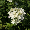 Hydrangea paniculata 'LC NO4' Living Touch Of Pink PBR - Panicle hydrangea - Hydrangea paniculata 'LC NO4' Living Touch Of Pink PBR