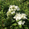 Hydrangea paniculata 'LC NO4' Living Touch Of Pink PBR - hortensja bukietowa - Hydrangea paniculata 'LC NO4' Living Touch Of Pink PBR