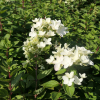 Hydrangea paniculata 'LC NO4' Living Touch Of Pink PBR - Panicle hydrangea - Hydrangea paniculata 'LC NO4' Living Touch Of Pink PBR