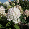 Hydrangea paniculata 'Bokraflame' Magical Candle PBR - Rispenhortensie - Hydrangea paniculata 'Bokraflame' Magical Candle PBR