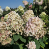 Hydrangea paniculata 'Bokraflame' Magical Candle PBR - Panicle hydrangea - Hydrangea paniculata 'Bokraflame' Magical Candle PBR