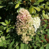 Hydrangea paniculata 'Bokraflame' Magical Candle PBR - hortensja bukietowa - Hydrangea paniculata 'Bokraflame' Magical Candle PBR