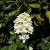 Hydrangea paniculata 'Bokraflame' Magical Candle PBR - Rispenhortensie - Hydrangea paniculata 'Bokraflame' Magical Candle PBR