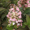 Hydrangea paniculata 'Pink Diamond' - Rispenhortensie - Hydrangea paniculata 'Pink Diamond'