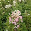 Hydrangea paniculata 'Pink Diamond' - Rispenhortensie - Hydrangea paniculata 'Pink Diamond'