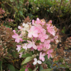 Hydrangea paniculata 'Pink Diamond' - Rispenhortensie - Hydrangea paniculata 'Pink Diamond'