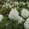 Hydrangea paniculata 'Polar Bear' PBR - Rispenhortensie - Hydrangea paniculata 'Polar Bear' PBR