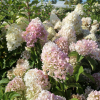 Hydrangea paniculata 'Silver Dollar' - hortensja bukietowa - Hydrangea paniculata 'Silver Dollar'