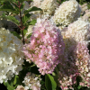 Hydrangea paniculata 'Silver Dollar' - Panicle hydrangea - Hydrangea paniculata 'Silver Dollar'