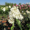 Hydrangea paniculata 'Silver Dollar' - Rispenhortensie - Hydrangea paniculata 'Silver Dollar'