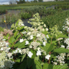 Hydrangea paniculata 'Tardiva' - Panicle hydrangea - Hydrangea paniculata 'Tardiva'