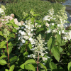 Hydrangea paniculata 'Tardiva' - Panicle hydrangea - Hydrangea paniculata 'Tardiva'