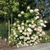 Hydrangea paniculata 'Tardiva' - hortensja bukietowa - Hydrangea paniculata 'Tardiva'
