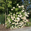 Hydrangea paniculata 'Tardiva' - Panicle hydrangea - Hydrangea paniculata 'Tardiva'