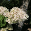 Hydrangea paniculata 'Tardiva' - Rispenhortensie - Hydrangea paniculata 'Tardiva'