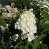 Hydrangea paniculata 'Tardiva' - hortensja bukietowa - Hydrangea paniculata 'Tardiva'