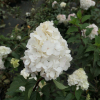 Hydrangea paniculata 'Renhy' Vanille-Fraise PBR - hortensja bukietowa - Hydrangea paniculata 'Renhy' Vanille-Fraise PBR