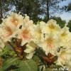 Kristian's Moonlight - Rhododendron Hybride - Kristian's Moonlight - Rhododendron hybridum