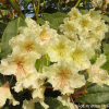 Kristian's Moonlight - Rhododendron hybrids - Kristian's Moonlight - Rhododendron hybridum