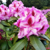 Vyšehrad PBR - różanecznik wielkokwiatowy - Rhododendron hybridum 'Vyšehrad' PBR