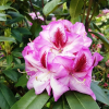 Vyšehrad PBR - Rhododendron hybrid - Rhododendron hybridum 'Vyšehrad' PBR