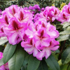 Vyšehrad PBR - Rhododendren Hybride - Rhododendron hybridum 'Vyšehrad' PBR