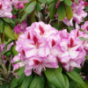 Vyšehrad PBR - Rhododendren Hybride - Rhododendron hybridum 'Vyšehrad' PBR