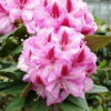Vyšehrad PBR - Rhododendren Hybride - Rhododendron hybridum 'Vyšehrad' PBR