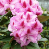 Vyšehrad PBR - różanecznik wielkokwiatowy - Rhododendron hybridum 'Vyšehrad' PBR