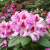 Vyšehrad PBR - Rhododendron hybrid - Rhododendron hybridum 'Vyšehrad' PBR