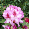 Vyšehrad PBR - Rhododendron hybrid - Rhododendron hybridum 'Vyšehrad' PBR