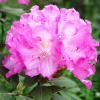 Stožec - Rhododendron hybrid - Rhododendron hybridum  'Stožec'