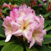 Ralsko - różanecznik wielkokwiatowy - Rhododendron hybridum 'Ralsko'