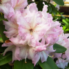 Ralsko - Rhododendron hybrid - Rhododendron hybridum 'Ralsko'