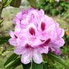 Libin PBR - różanecznik wielkokwiatowy - Rhododendron hybridum 'Libin' PBR