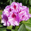 Libin PBR - różanecznik wielkokwiatowy - Rhododendron hybridum 'Libin' PBR