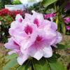 Libin PBR - Rhododendren Hybride - Rhododendron hybridum 'Libin' PBR