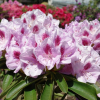 Libin PBR - Rhododendron hybrid - Rhododendron hybridum 'Libin' PBR