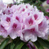 Libin PBR - Rhododendron hybrid - Rhododendron hybridum 'Libin' PBR