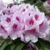 Libin PBR - różanecznik wielkokwiatowy - Rhododendron hybridum 'Libin' PBR