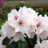 Koda - Rhododendron hybrid - Rhododendron hybridum 'Koda'