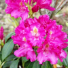 Klíč - Rhododendron hybrid - Rhododendron hybridum 'Klíč'