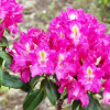 Klíč - różanecznik wielkokwiatowy - Rhododendron hybridum 'Klíč'