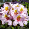 Hostýn PBR - Rhododendron hybrid - Rhododendron hybridum 'Hostýn' PBR