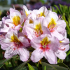 Hostýn PBR - różanecznik wielkokwiatowy - Rhododendron hybridum 'Hostýn' PBR