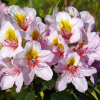 Hostýn PBR - Rhododendron hybrid - Rhododendron hybridum 'Hostýn' PBR