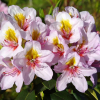 Hostýn PBR - Rhododendren Hybride - Rhododendron hybridum 'Hostýn' PBR