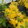 Goldtopas - Азалия крупноцветковая - Goldtopas - Rhododendron (Azalea)