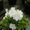 EISPRINZESSIN  - Japanische Azalee - EISPRINZESSIN -  Rhododendron