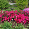 Georg Arends - Японскaя aзалия - Georg Arends - Rhododendron  (Azalea)